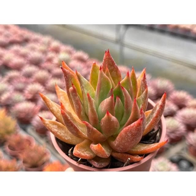 三吋盆 聖者騎兵 多肉植物 現貨