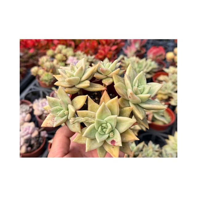 三吋盆 魅惑東雲/多頭老樁 多肉植物 現貨