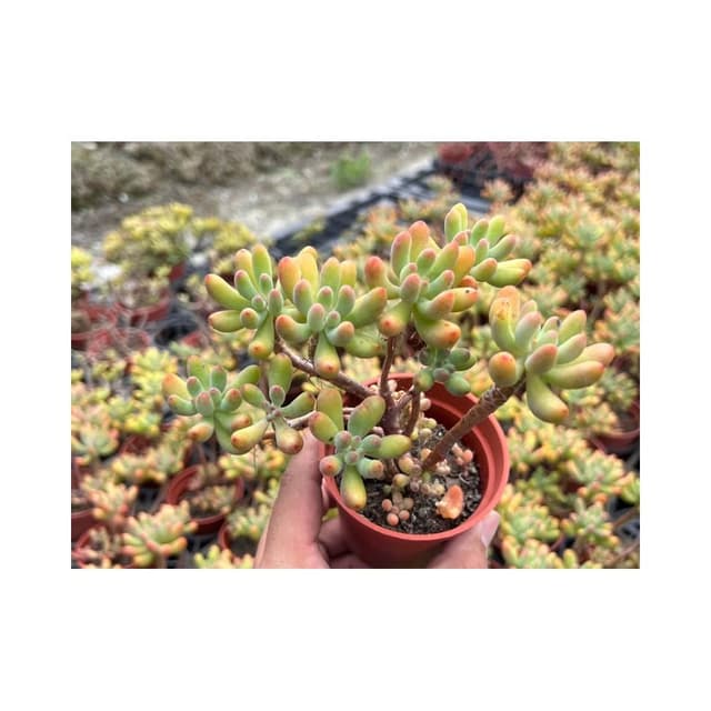 三寸盆 乙女星/小老欉 多肉植物 現貨
