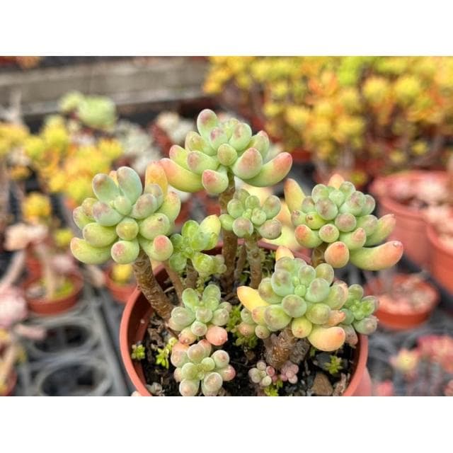 三寸盆 乙女星/小老欉 多肉植物 現貨