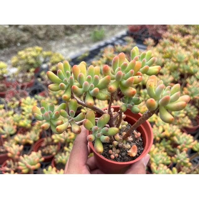 三寸盆 乙女星/小老欉 多肉植物 現貨