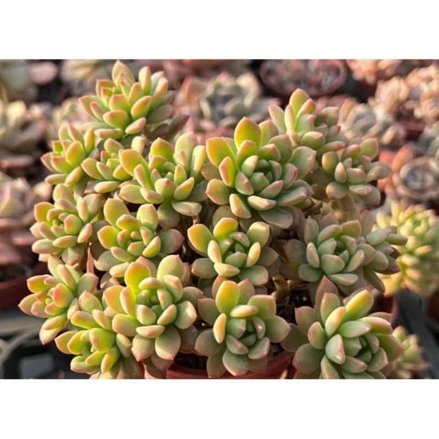 三寸盆 馬庫斯 多肉植物 現貨