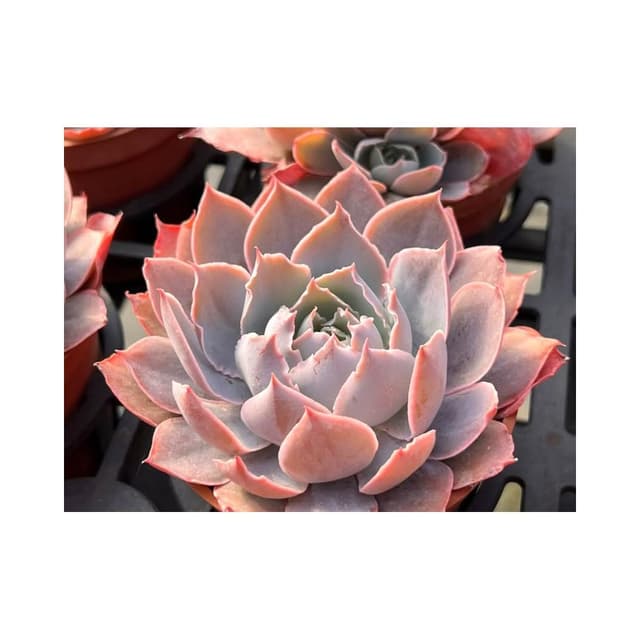 三寸盆  Pinky 多肉植物 現貨