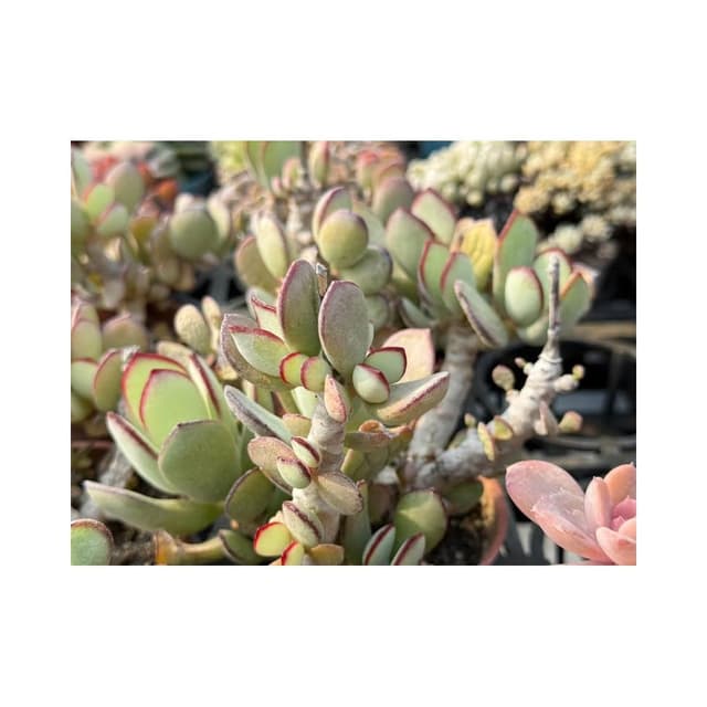 三吋盆 嫁入娘/老樁 多肉植物 現貨