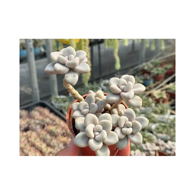 三寸盆 達摩姬秋麗 多肉植物 現貨