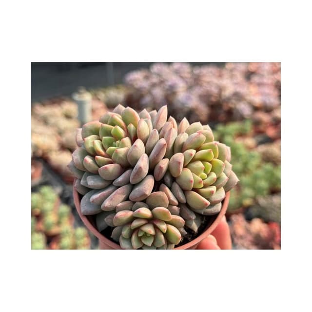 三吋盆 拉威藍寶石 多肉植物 現貨