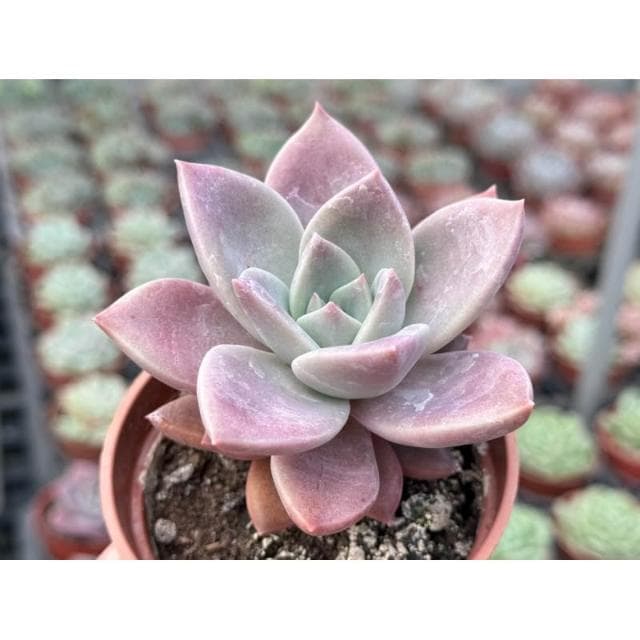三吋盆 羅賓交藍鳥 多肉植物 現貨