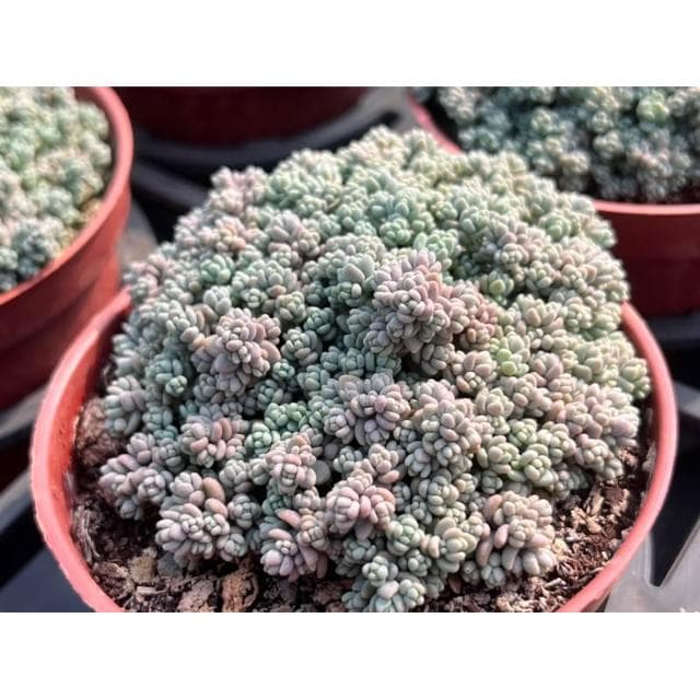 三寸盆 小姬星 多肉植物 現貨