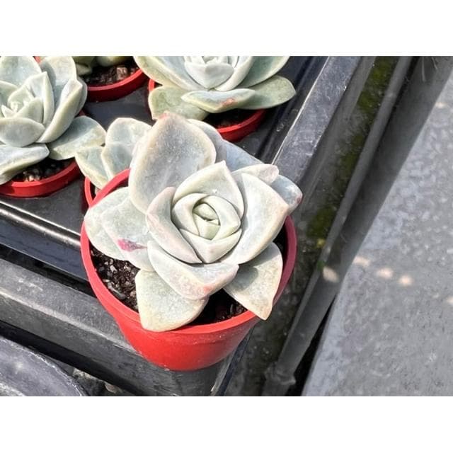可愛玫瑰 一寸盆 多肉植物 現貨