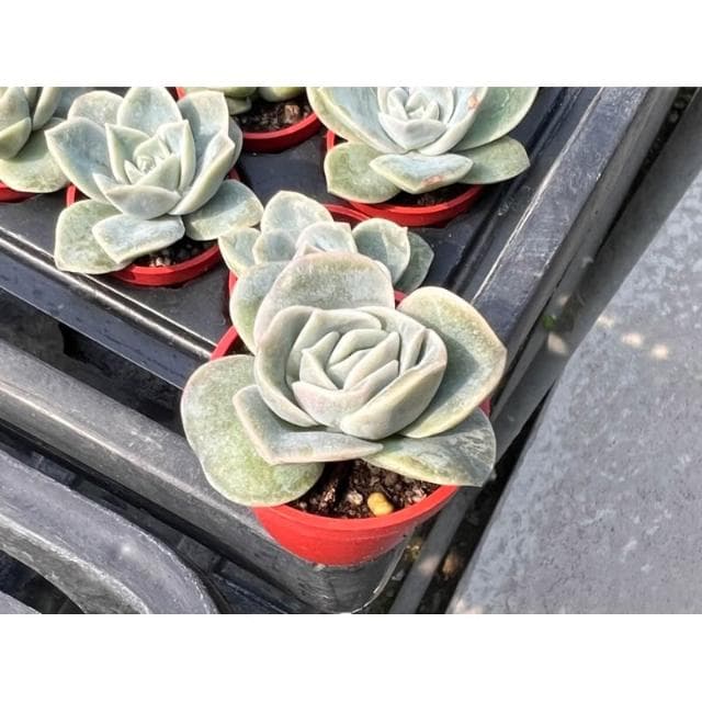 可愛玫瑰 一寸盆 多肉植物 現貨