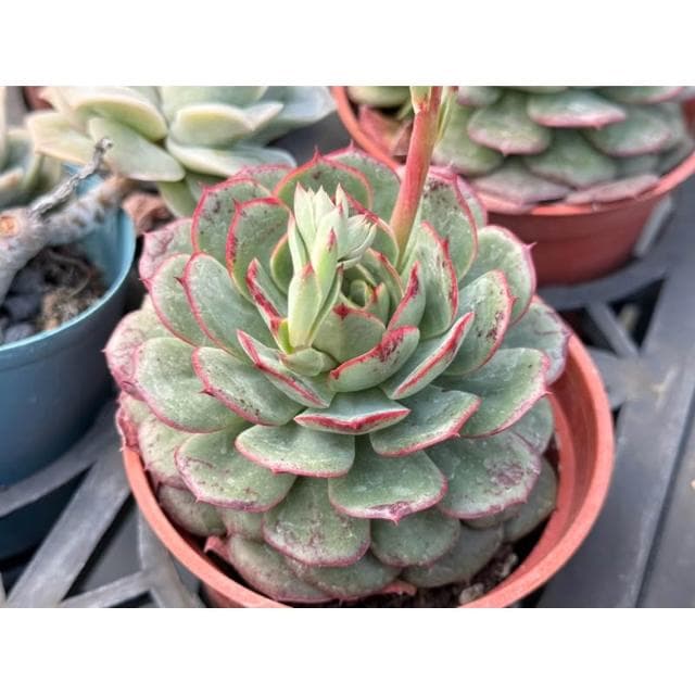 三寸盆 血斑艾莉莎 多肉植物 現貨