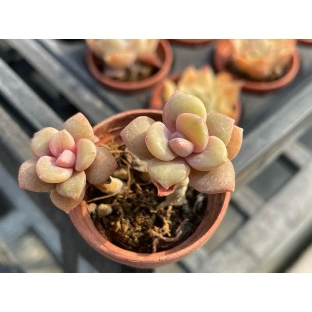 一寸盆 溏心牡丹 多肉植物 現貨