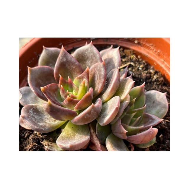 三寸盆 黑王子 多肉植物 現貨