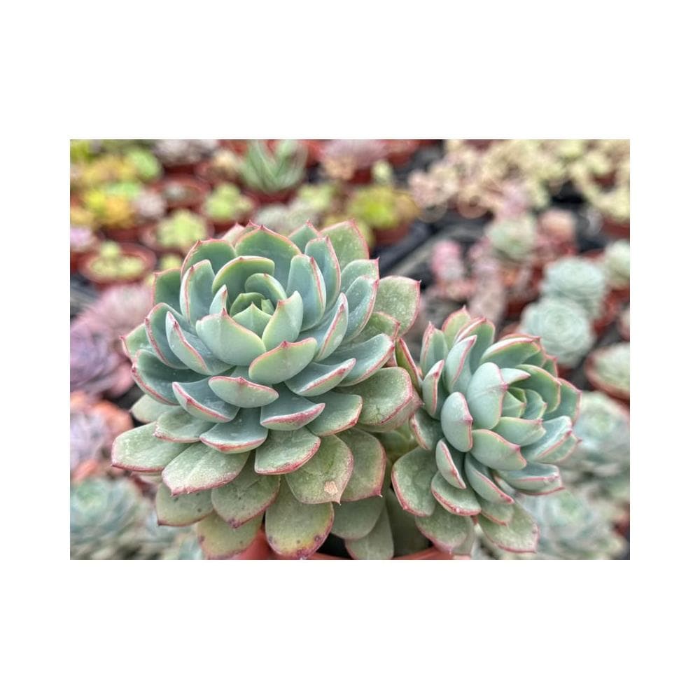 三吋盆 雷神 多肉植物 現貨