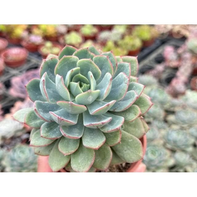 三吋盆 雷神 多肉植物 現貨