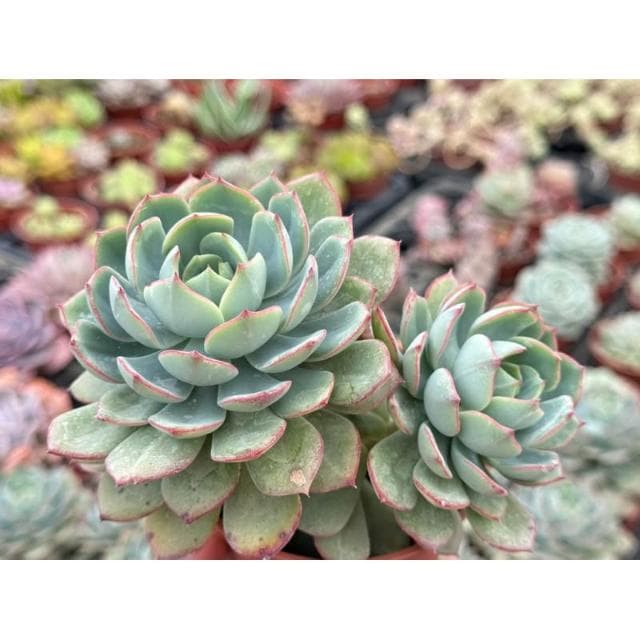 三吋盆 雷神 多肉植物 現貨