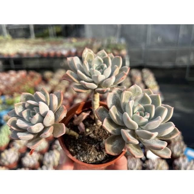 三寸盆 粉紅佳人/高幹老欉 多肉植物 現貨