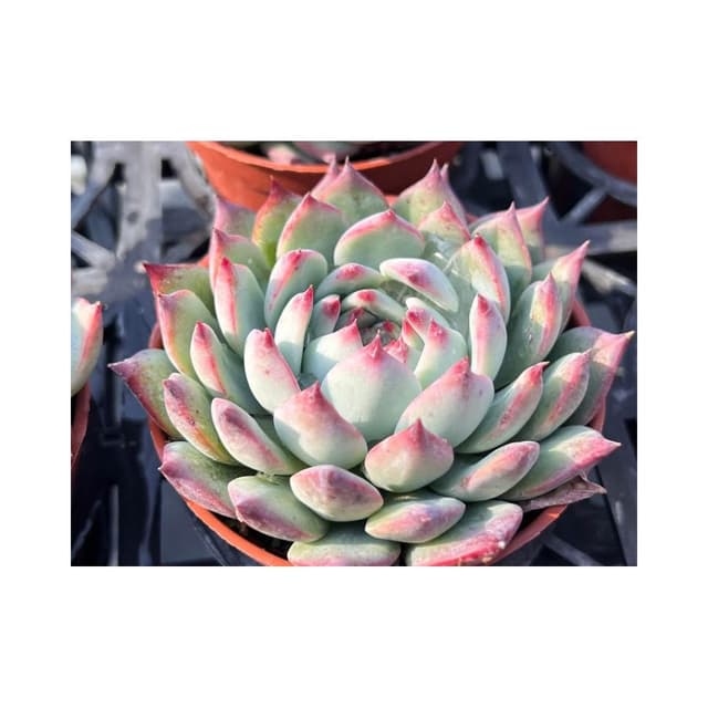 三寸盆 桃太郎 多肉植物 現貨