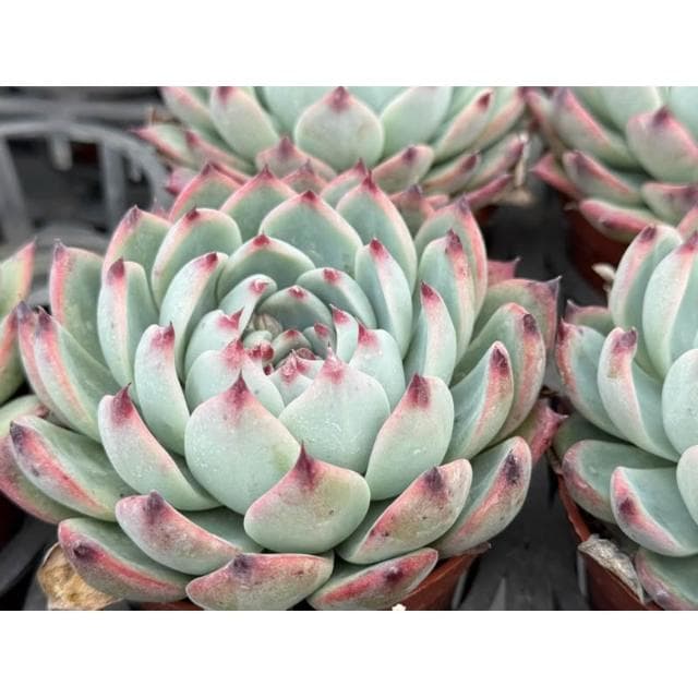 三寸盆 桃太郎 多肉植物 現貨