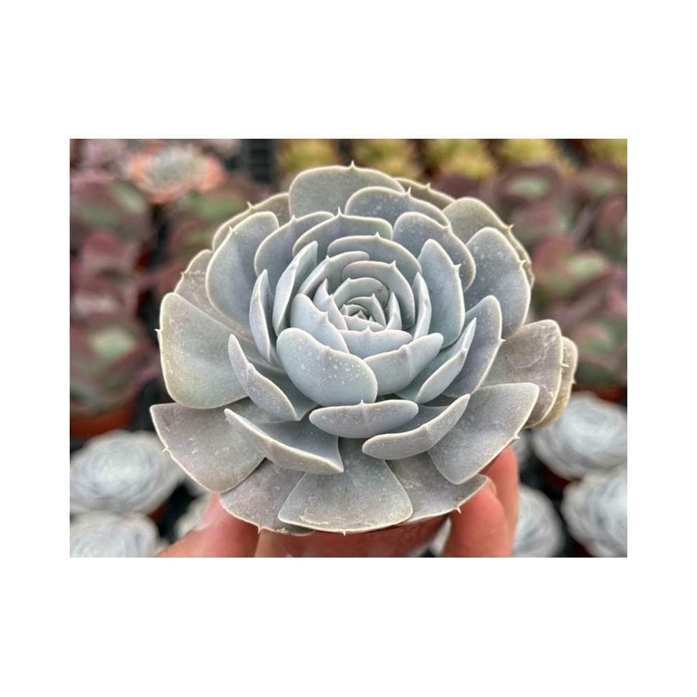 三吋盆 白玫瑰 多肉植物 現貨