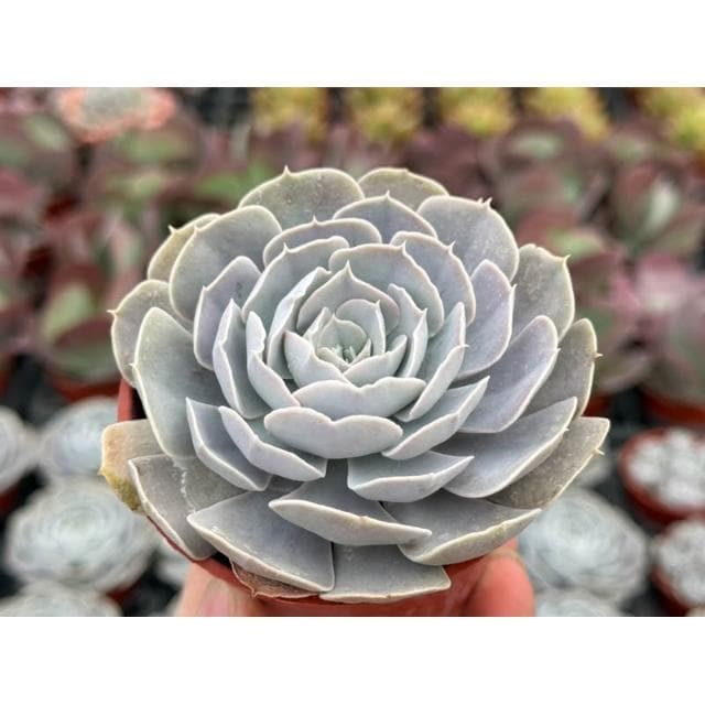 三吋盆 白玫瑰 多肉植物 現貨