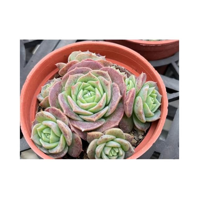 三寸盆 硬玉 多肉植物 現貨