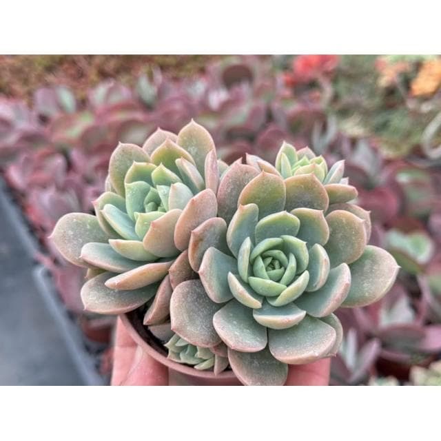 三寸盆 翡翠玉（硬玉交種）多肉植物 現貨
