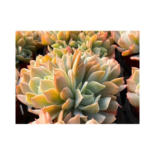 三吋盆 赫斯特 多肉植物 現貨