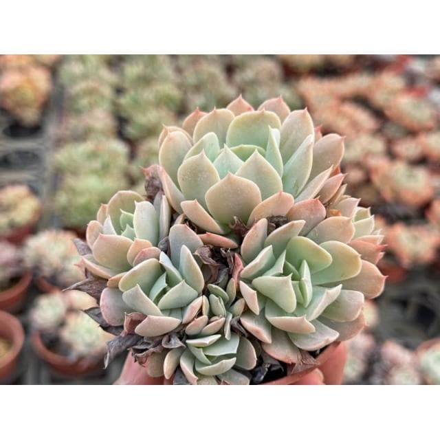 三吋盆 赫斯特 多肉植物 現貨