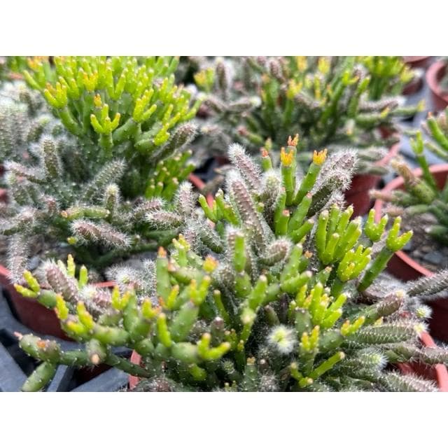 三寸盆 可愛🌼仙女棒 多肉植物 現貨