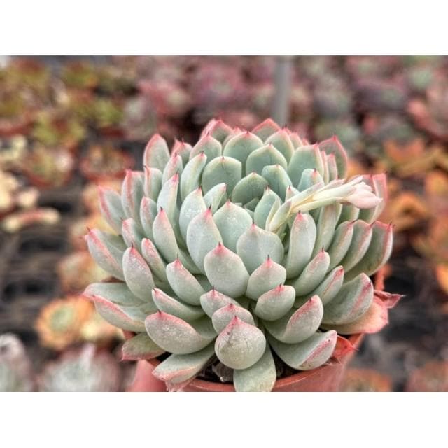 三吋盆 海馬交種 暗紋系列 多肉植物 現貨