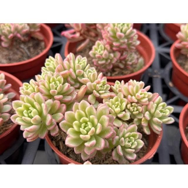 三寸盆 喬伊斯塔洛克錦 多肉植物 現貨