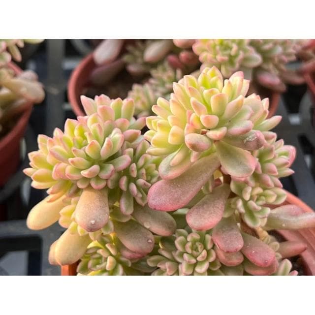 三寸盆 喬伊斯塔洛克錦 多肉植物 現貨