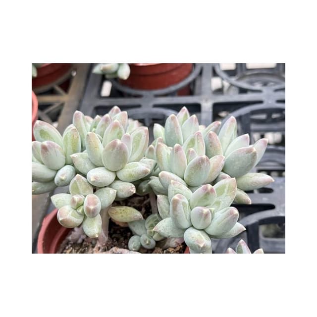 三吋盆 白千代 多肉植物 現貨