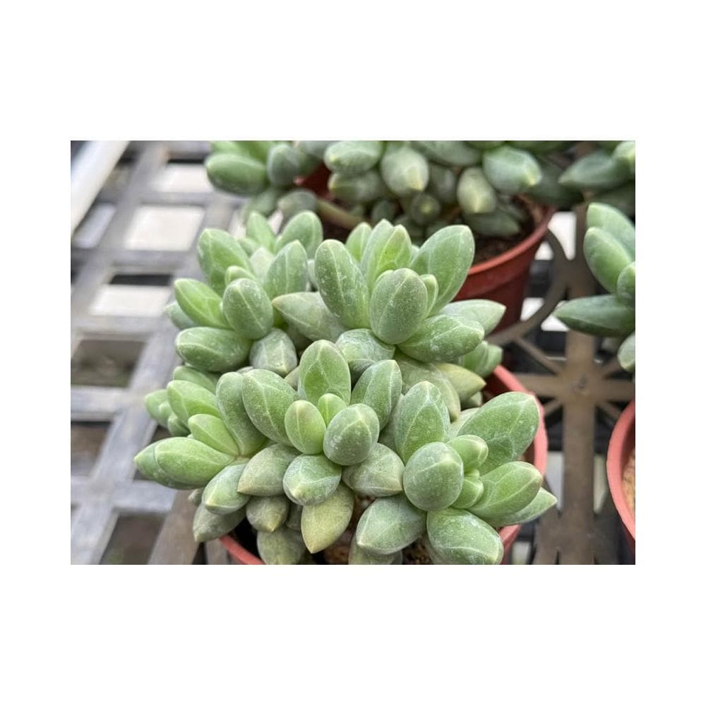 三吋盆 千代田之松💎鑽石般暗紋💎多肉植物 現貨