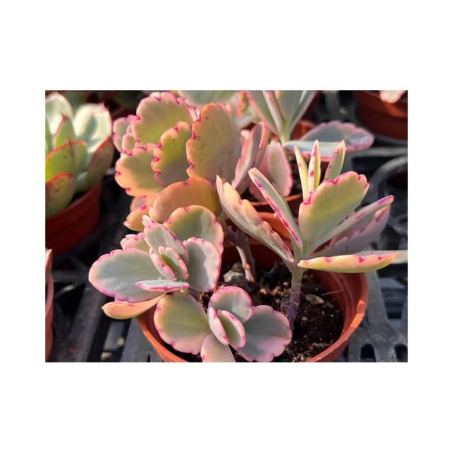 三寸盆 蝴蝶之舞錦 多肉植物 現貨