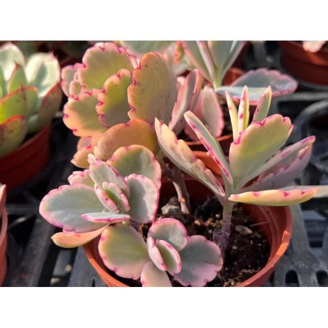 三寸盆 蝴蝶之舞錦 多肉植物 現貨
