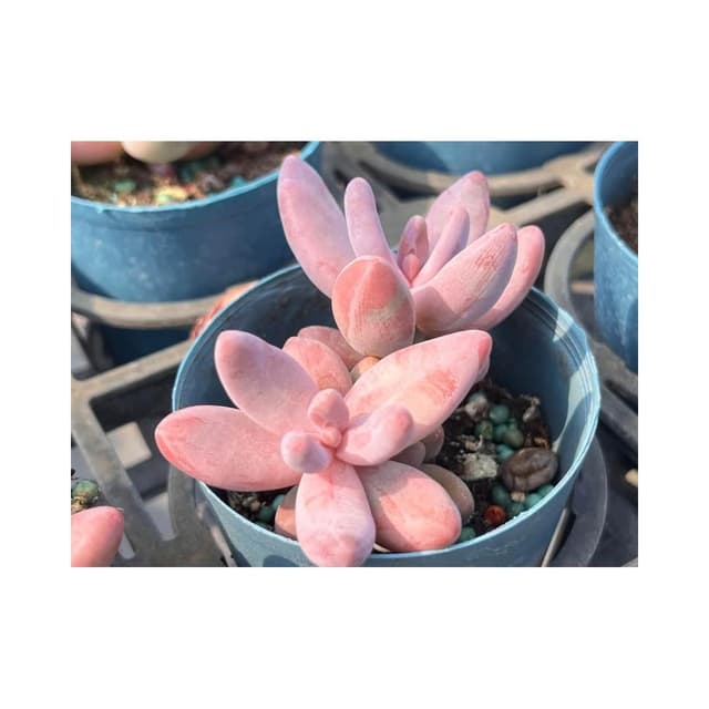 三寸盆 艷美人 多肉植物 現貨