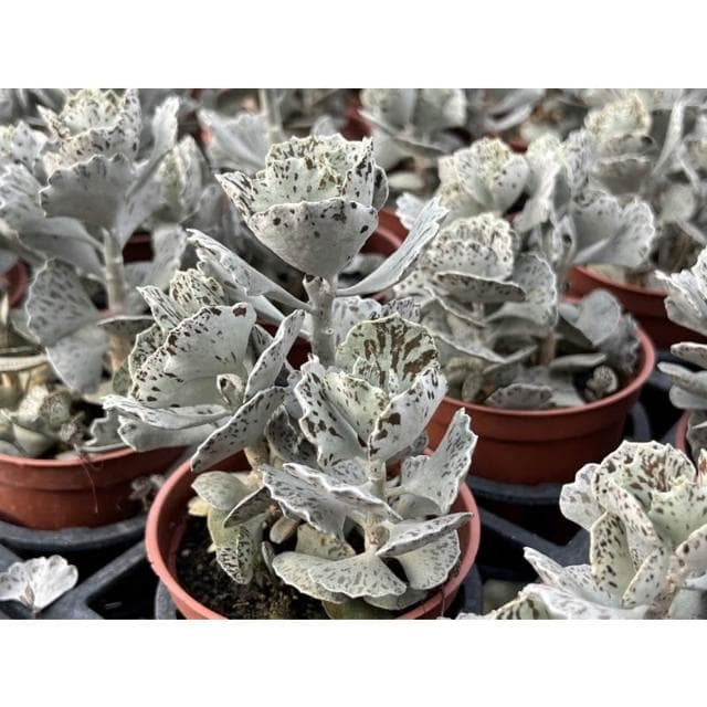 三寸盆 雀扇（老欉）多肉植物 現貨