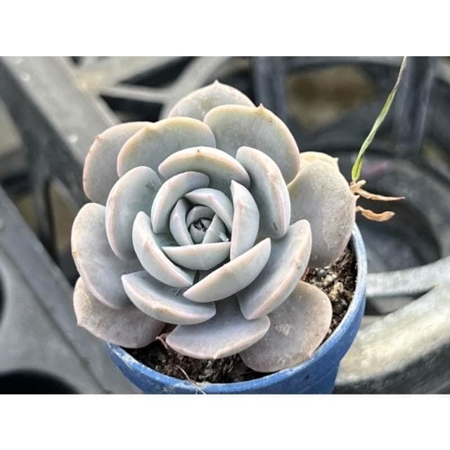 一寸盆 玉蝶 多肉植物 現貨