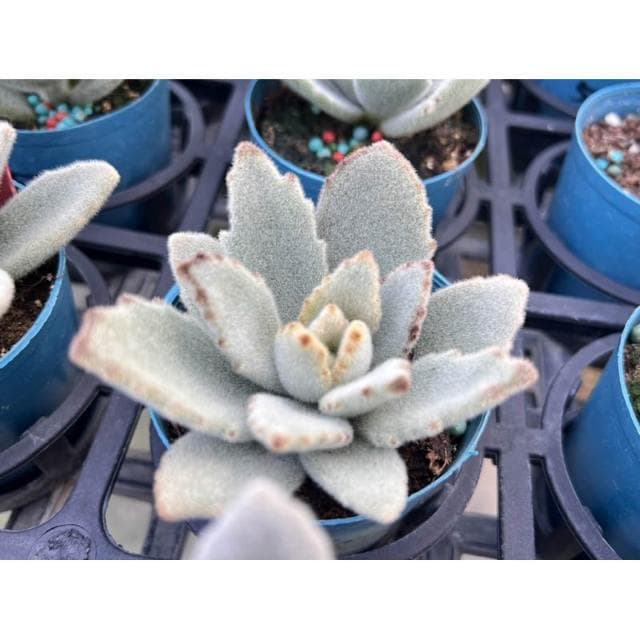 三吋盆 無星兔 多肉植物 現貨