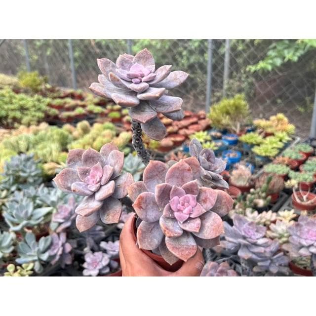 🌞三寸盆 超武雄🌞夏天好渡夏品種 多肉植物 現貨