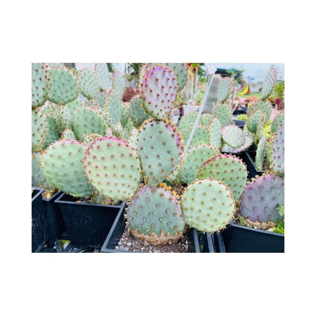 五寸盆 聖麗塔 仙人掌植物 現貨