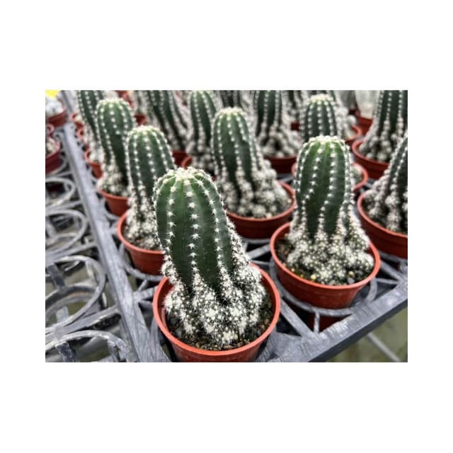 三吋盆 子吹短毛丸 仙人掌 多肉植物 現貨