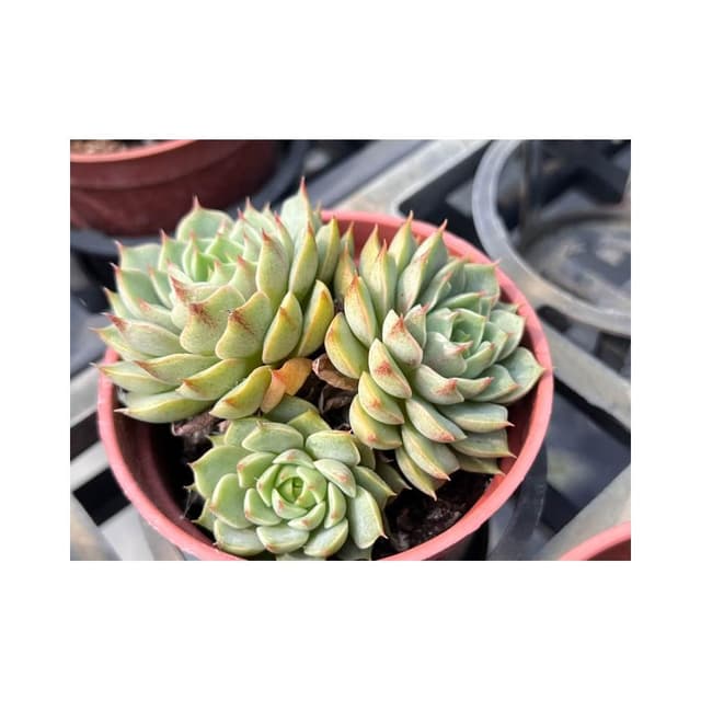 三吋盆 笨巴帝斯 多肉植物 現貨