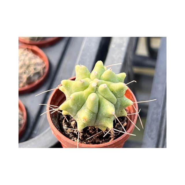 一寸盆 無刺王冠 仙人掌 多肉植物 現貨