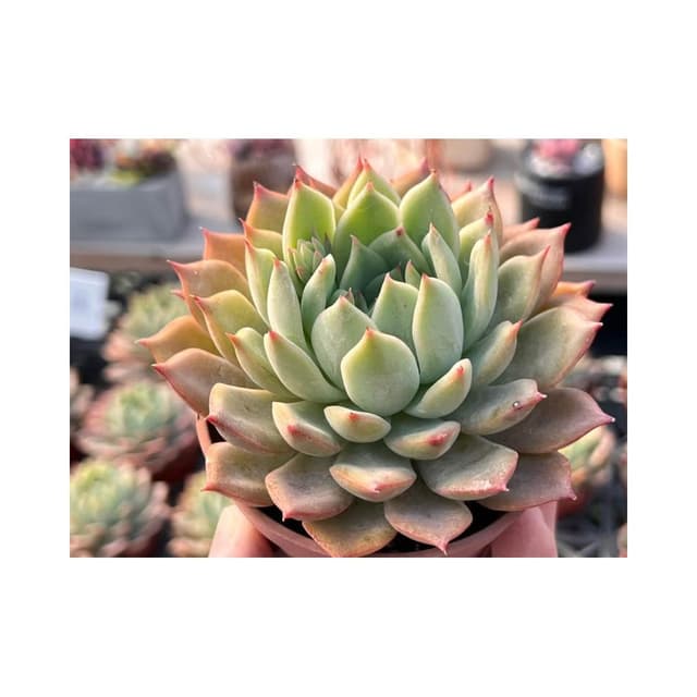 三吋盆 新貴族 多肉植物 現貨