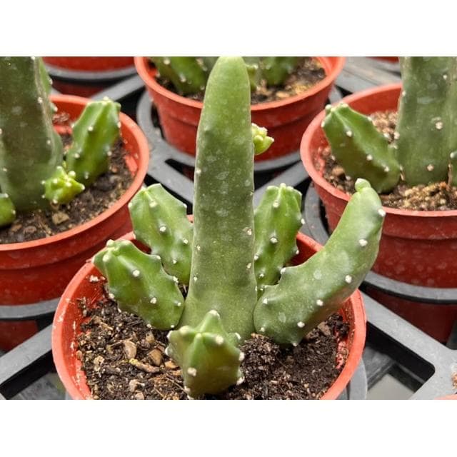 三寸盆 桃太郎 開花/仙人掌植物 現貨