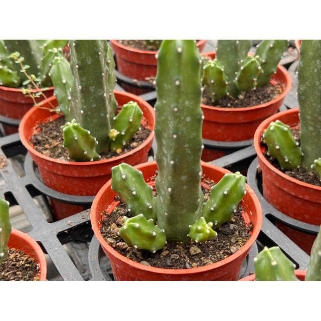 三寸盆 桃太郎 開花/仙人掌植物 現貨