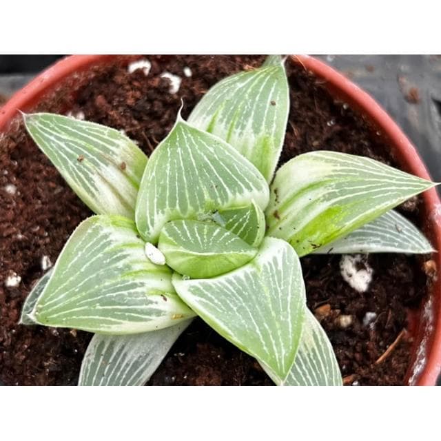 三寸盆 帝王壽錦 百合科植物 現貨